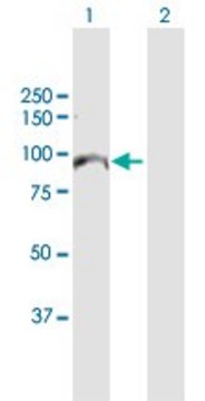 Anti-MCM10 antibody produced in rabbit purified immunoglobulin, buffered aqueous solution