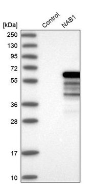 Anti-NAB1 antibody produced in rabbit Prestige Antibodies&#174; Powered by Atlas Antibodies, affinity isolated antibody, buffered aqueous glycerol solution