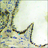Anti-phospho-GAB1 (pTyr659) antibody produced in rabbit affinity isolated antibody