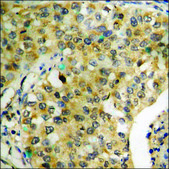 Anti-phospho-NF-kappaB p65 (pSer276) antibody produced in rabbit affinity isolated antibody