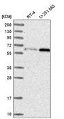 Anti-U2AF2 antibody produced in rabbit Prestige Antibodies&#174; Powered by Atlas Antibodies, affinity isolated antibody
