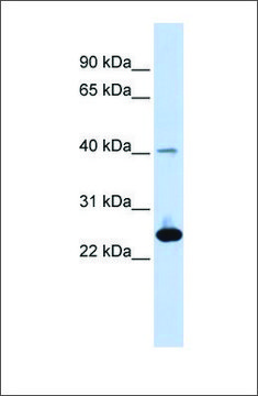 Anti-SELS antibody produced in rabbit affinity isolated antibody