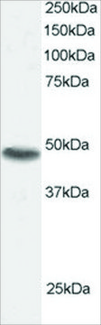 Anti-SNX15 antibody produced in goat affinity isolated antibody, buffered aqueous solution