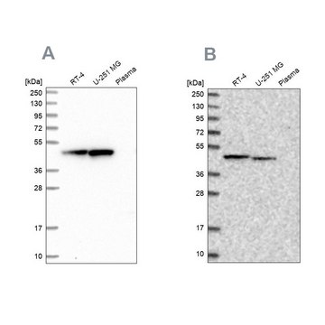 Anti-PAICS antibody produced in rabbit Prestige Antibodies&#174; Powered by Atlas Antibodies, affinity isolated antibody