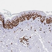 Anti-LMNB1 antibody produced in rabbit Prestige Antibodies&#174; Powered by Atlas Antibodies, affinity isolated antibody, buffered aqueous glycerol solution