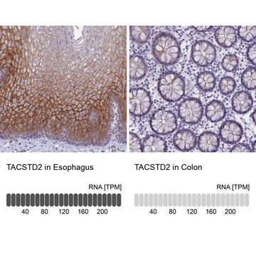 Anti-TACSTD2 antibody produced in rabbit Prestige Antibodies&#174; Powered by Atlas Antibodies, affinity isolated antibody, buffered aqueous glycerol solution