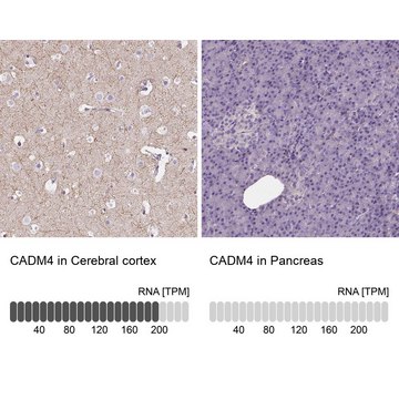 Anti-CADM4 antibody produced in rabbit affinity isolated antibody, buffered aqueous glycerol solution