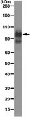 Anti-PSD95 Antibody, clone K28/43 clone K28/43, from mouse