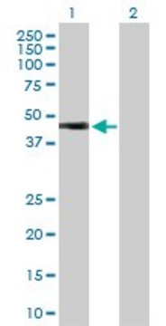 Anti-HOXA1 antibody produced in rabbit purified immunoglobulin, buffered aqueous solution
