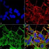 Monoclonal Anti-Alpha-2C antibody produced in mouse clone S330A-80, purified immunoglobulin