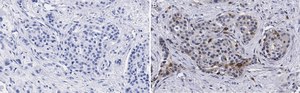 Anti-Cyclin D1 Antibody, clone 1J9, ZooMAb&#174; Rabbit Monoclonal recombinant, expressed in HEK 293 cells