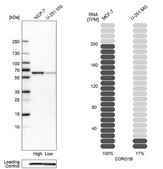 Anti-CORO1B antibody produced in rabbit Prestige Antibodies&#174; Powered by Atlas Antibodies, affinity isolated antibody, buffered aqueous glycerol solution