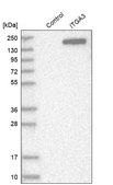 Anti-ITGA3 antibody produced in rabbit Prestige Antibodies&#174; Powered by Atlas Antibodies, affinity isolated antibody, buffered aqueous glycerol solution