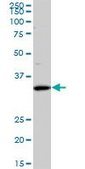 Monoclonal Anti-SFXN3, (N-terminal) antibody produced in mouse clone 4A3, purified immunoglobulin, buffered aqueous solution