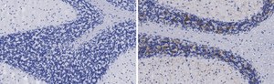 Anti-VGLUT2 Antibody, clone 3C2, ZooMAb&#174; Rabbit Monoclonal recombinant, expressed in HEK 293 cells