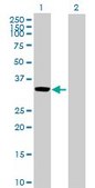 Anti-CCL27 antibody produced in rabbit purified immunoglobulin, buffered aqueous solution