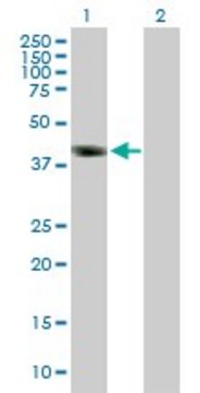 Anti-DMRT1 antibody produced in mouse purified immunoglobulin, buffered aqueous solution