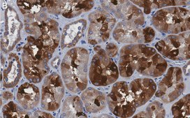 Anti-Bad Antibody, clone 1K19-H2 ZooMAb&#174; Rabbit Monoclonal recombinant, expressed in HEK 293 cells