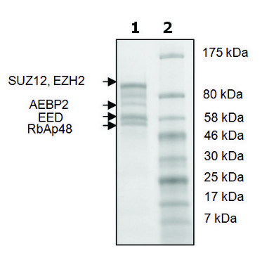 EZH2 /EED/SUZ12/RbAp48/AEBP2 human recombinant, expressed in baculovirus infected Sf9 cells, &#8805;75% (SDS-PAGE)