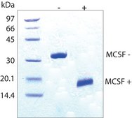 Macrophage Colony-Stimulating Factor human M-CSF, recombinant, expressed in E. coli, lyophilized powder, suitable for cell culture