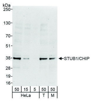 Rabbit anti-STUB1/CHIP Antibody, Affinity Purified Powered by Bethyl Laboratories, Inc.