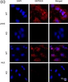 Anti-DEPDC5 antibody produced in rabbit Prestige Antibodies&#174; Powered by Atlas Antibodies, affinity isolated antibody, buffered aqueous glycerol solution