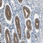 Anti-CLCC1 antibody produced in rabbit Ab1, Prestige Antibodies&#174; Powered by Atlas Antibodies, affinity isolated antibody, buffered aqueous glycerol solution