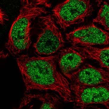 Anti-SP6 antibody produced in rabbit Prestige Antibodies&#174; Powered by Atlas Antibodies, affinity isolated antibody, buffered aqueous glycerol solution