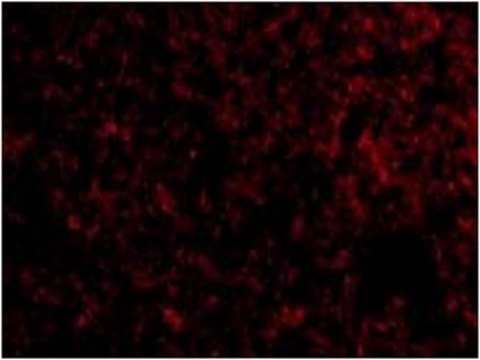 Anti-IEX1 Antibody from rabbit, purified by affinity chromatography