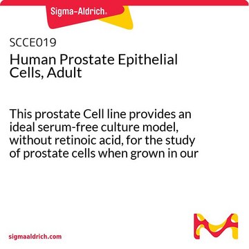 Human Prostate Epithelial Cells, Adult This prostate Cell line provides an ideal serum-free culture model, without retinoic acid, for the study of prostate cells when grown in our recommended medium.