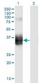 Monoclonal Anti-FST antibody produced in mouse clone 4B11, purified immunoglobulin, buffered aqueous solution