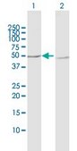 Anti-PPP2R2B antibody produced in rabbit purified immunoglobulin, buffered aqueous solution
