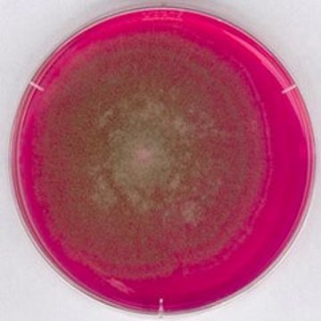 Rose Bengal Chloramphenicol Agar suitable for microbiology, NutriSelect&#174; Plus