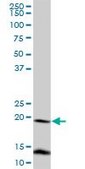 Anti-FUNDC2 antibody produced in mouse purified immunoglobulin, buffered aqueous solution