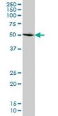 Monoclonal Anti-SMAD2 antibody produced in mouse clone 2D7, purified immunoglobulin, buffered aqueous solution