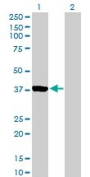 Anti-AURKC antibody produced in mouse purified immunoglobulin, buffered aqueous solution