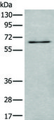 Anti-UBQLN2 affinity isolated antibody