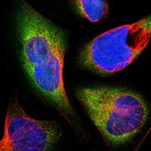 Anti-THRA antibody produced in rabbit Prestige Antibodies&#174; Powered by Atlas Antibodies, affinity isolated antibody, buffered aqueous glycerol solution