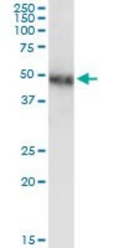 Monoclonal Anti-NR2F1 antibody produced in mouse clone 1A4, purified immunoglobulin, buffered aqueous solution