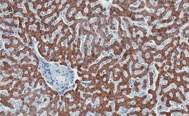 Anti-Stat3 Antibody, clone 4N11, ZooMAb&#174; Rabbit Monoclonal recombinant, expressed in HEK 293 cells