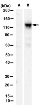 Anti-FAN1 Antibody, clone 1A11-2-A