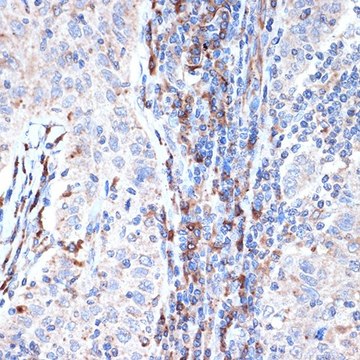 Anti-DCP1A antibody produced in rabbit