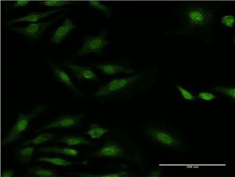 Monoclonal Anti-RPS29 antibody produced in mouse clone 3G9, purified immunoglobulin, buffered aqueous solution