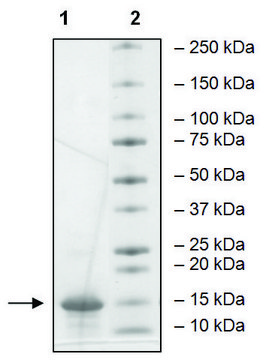 ATAD2B (953-1080) human recombinant, expressed in E. coli, &#8805;90% (SDS-PAGE)