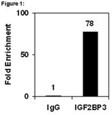 RIPAb+ IGF2 mRNA-binding protein 3 - RIP Validated Antibody and Primer Set from rabbit, purified by affinity chromatography