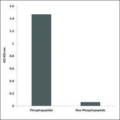 Anti-phospho-Caspase 3 (pSer150) antibody produced in rabbit affinity isolated antibody
