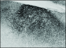 Anti-PENK antibody produced in goat affinity isolated antibody, buffered aqueous solution