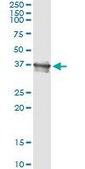 Monoclonal Anti-BCL2L14 antibody produced in mouse clone 1D11, purified immunoglobulin, buffered aqueous solution
