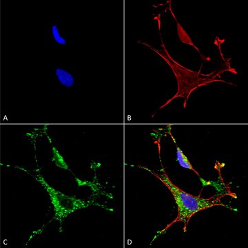 Monoclonal Anti-Mmp9 - Fitc antibody produced in mouse clone S51-82, purified immunoglobulin
