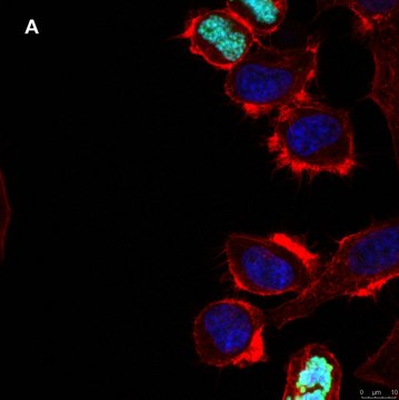 Anti-phospho Histone H3 S10 Antibody, clone 63-1C-8 , ZooMAb&#174; Rabbit Monoclonal recombinant, expressed in HEK 293 cells